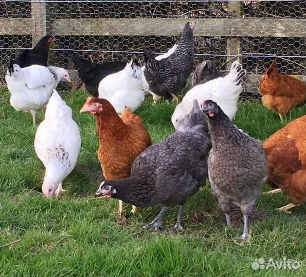 Куры несушки