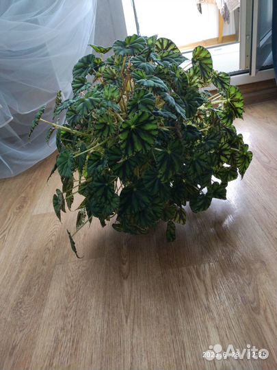 Бегония тигровая