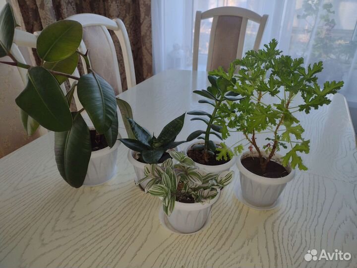 Комнатные растения цветы