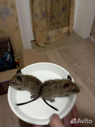 Чилийская белка дегу