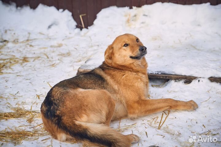Найда ищет добрую семью