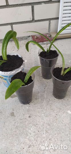 Гиппеаструм или аммаралис