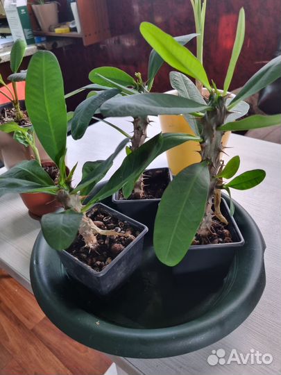 Комнатные цветы