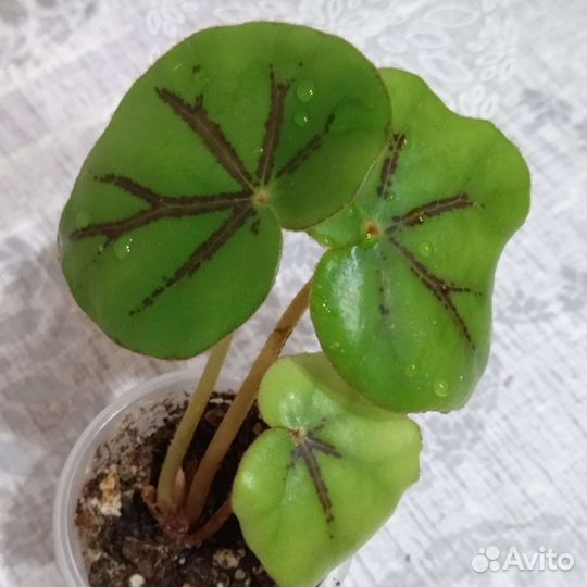 Бегонии природники