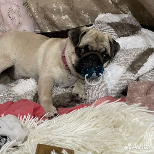 Щенки мопса