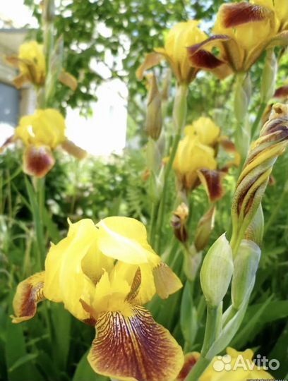 Ирис желтый