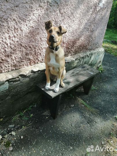 Дик, хороший охранник, 6 мес. Привит