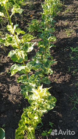 Сирень аукубофолия