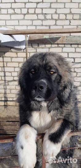 Отдам бесплатно собаку для охраны