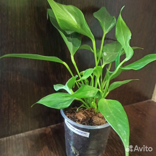 Антуриум мини