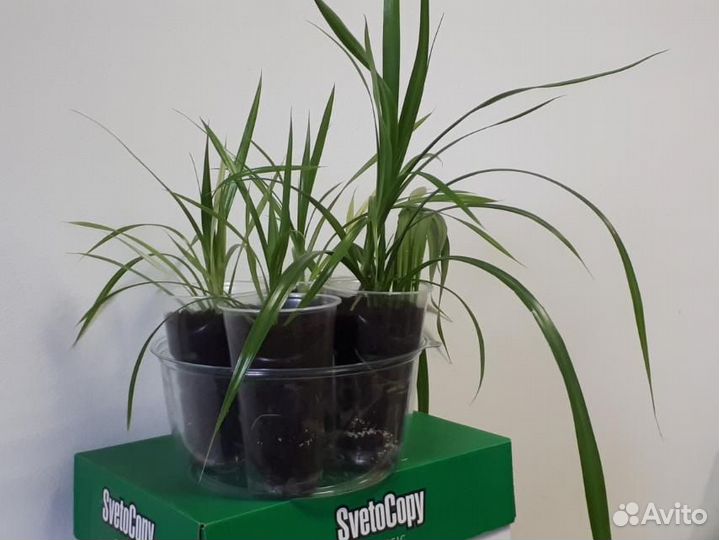 Панданус (винтовая пальма)