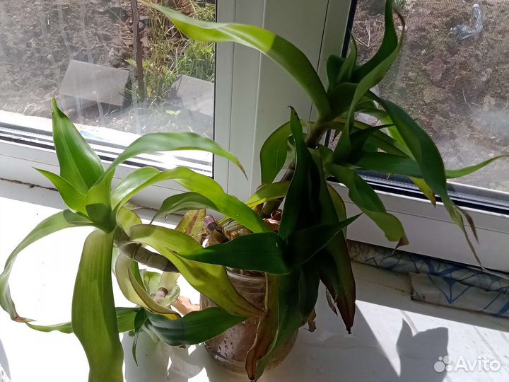 Растение золотой ус