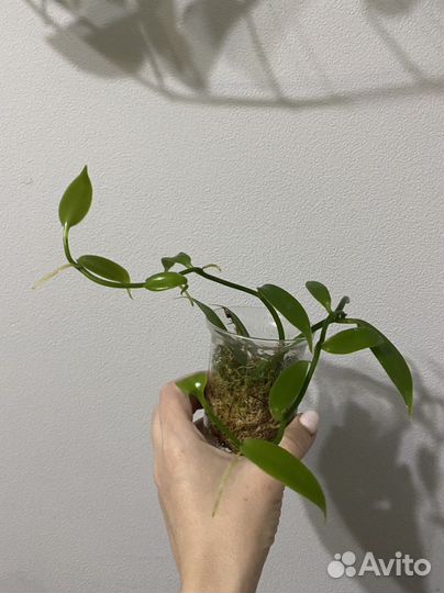 Орхидея ваниль