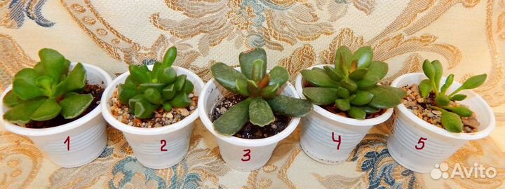 Растения суккуленты