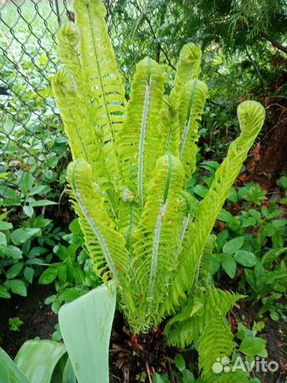 Папоротник