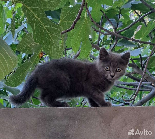 Кошечка в добрые руки