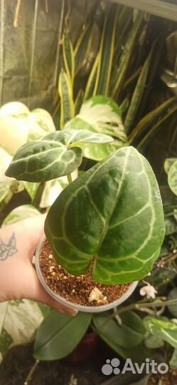 Антуриум кристаллинум Cristallinum