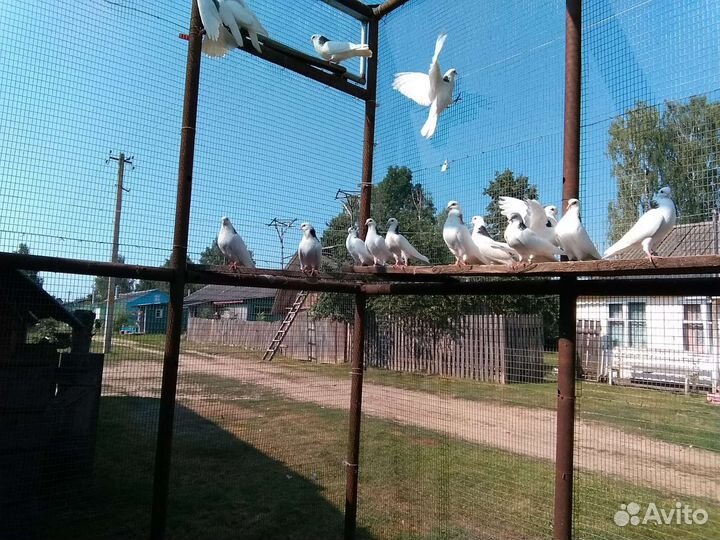 Пермские гривуны