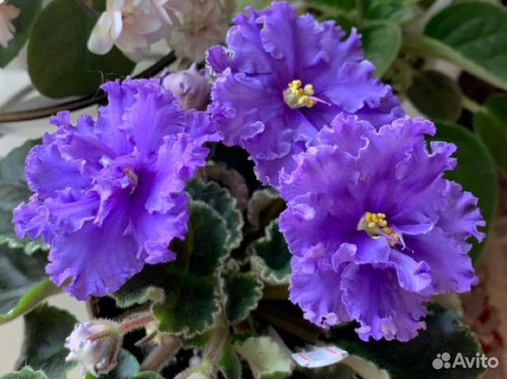 Фиалка ват-Синяя роскошь