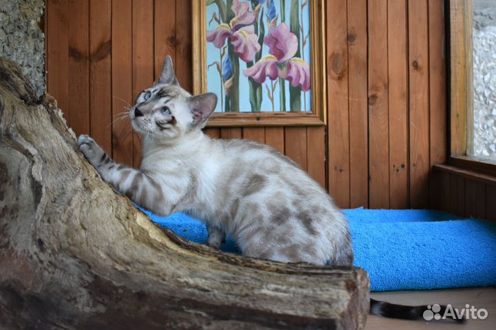 Бенгальский кот