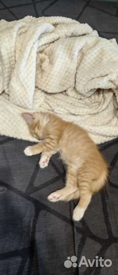 Мягкие всратыши