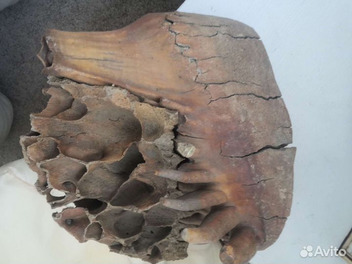 Зуб древнего шерстистого мамонта