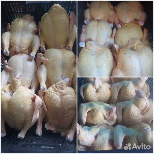 Домашние куры бройлеры