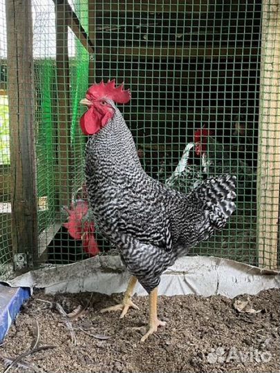 Петух амрокс