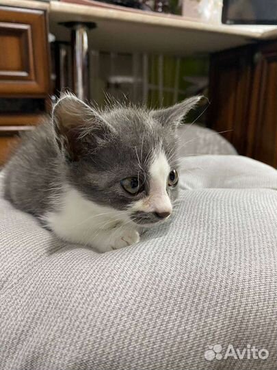 Котенок Буся