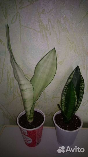 Сансевиерия сортовая