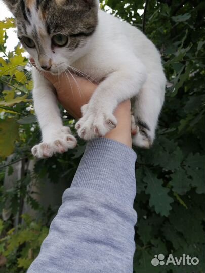 Котята отдам в добрые руки бесплатно