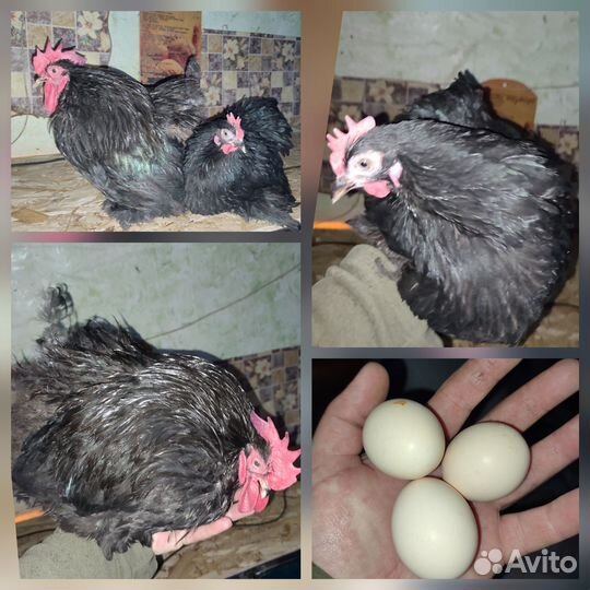 Куры карликовый кохинхин