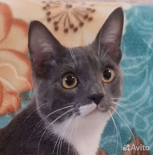 Кот мышелов