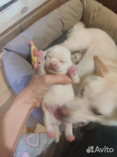 Сиба ину мини