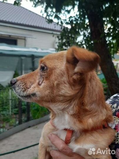 Маленькая собака в добрые руки бесплатно