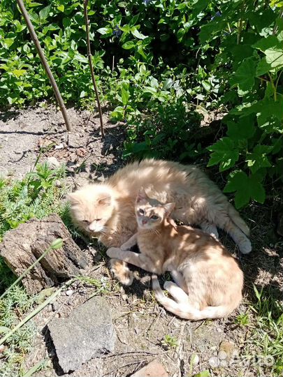 Кошка в дар