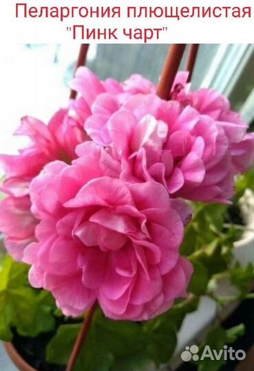 Пеларгония герань