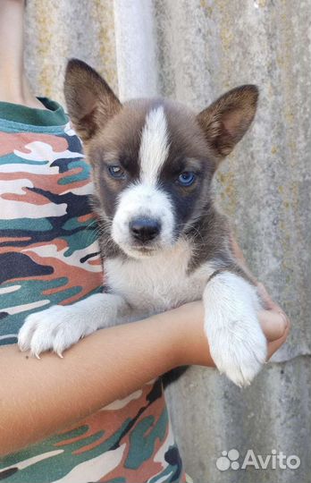 Продаю щенков