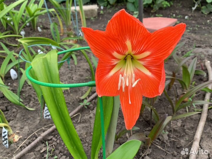 Гиппиаструм