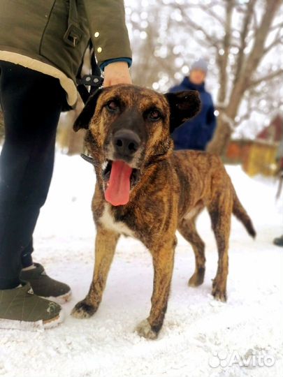 Взрослая собака В дар. Хозяйка в коме. SOS