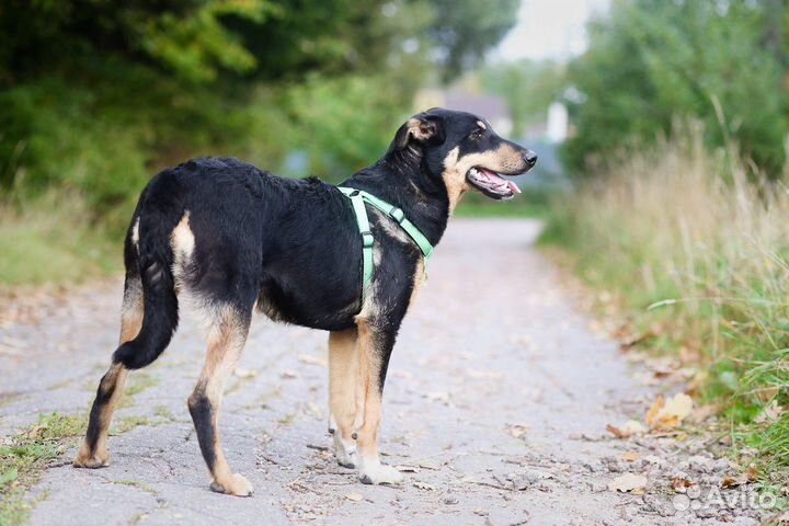 Собака из приюта ищет дом