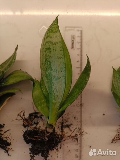 Сансевиерия (щучий хвост)