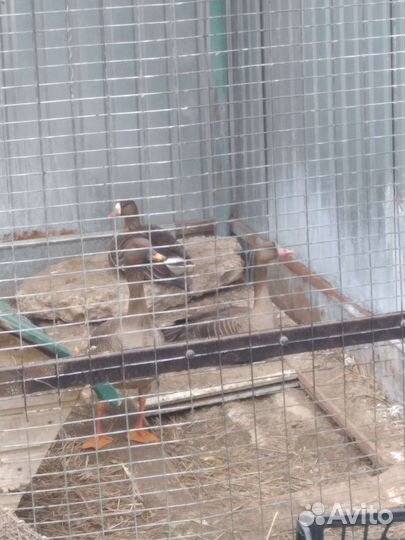 Подсадные гуси