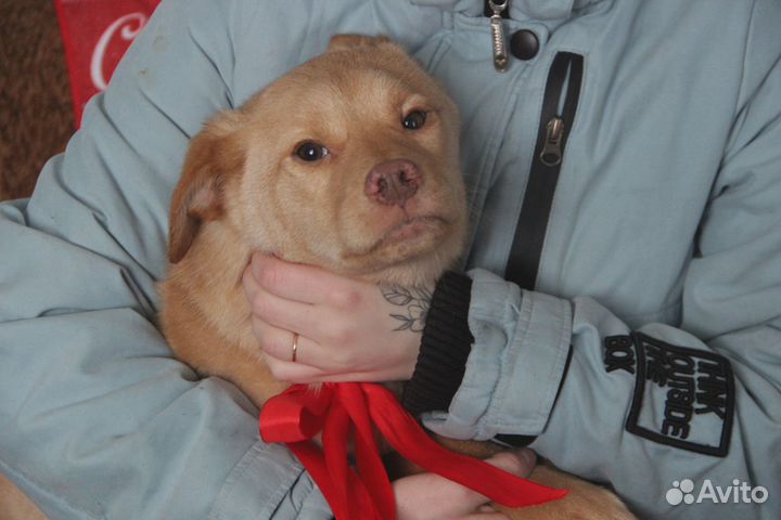 Рыжее солнце