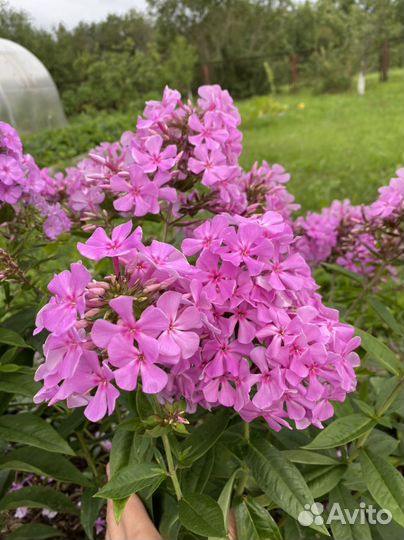 Флокс метельчатый