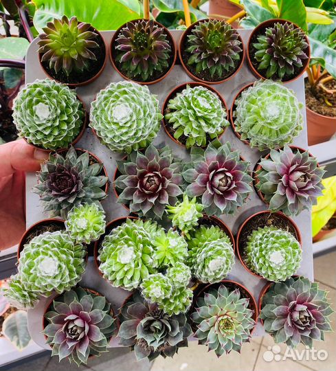 Sempervivum (молодило) - каменная роза - уличное р