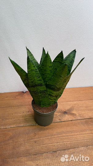 Сансевиерия зейланика фан