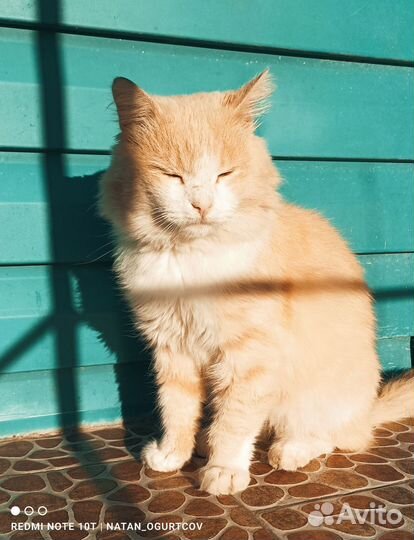 Персик ищет дом