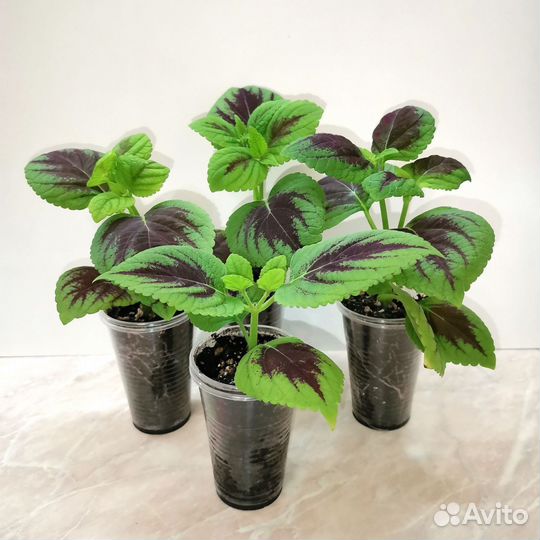 Колеусы вегетативные