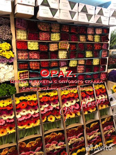 Розы Эквадор 101 51 25 15роз Бесплатная доставка